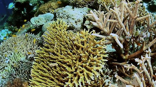 4K潜水实拍海底珊瑚礁视频的预览图