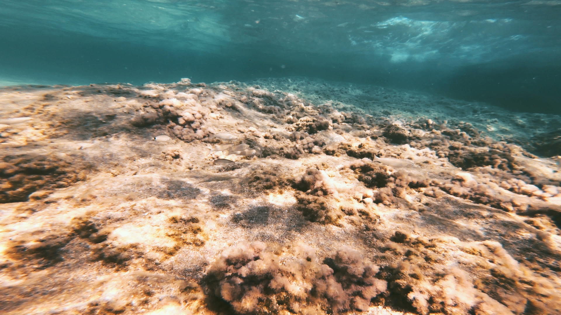 潜水水下鱼视频的预览图