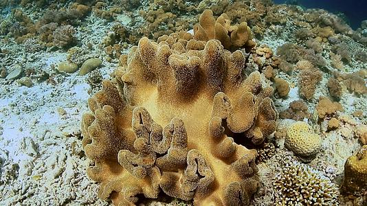 4K海底实拍珊瑚礁视频的预览图