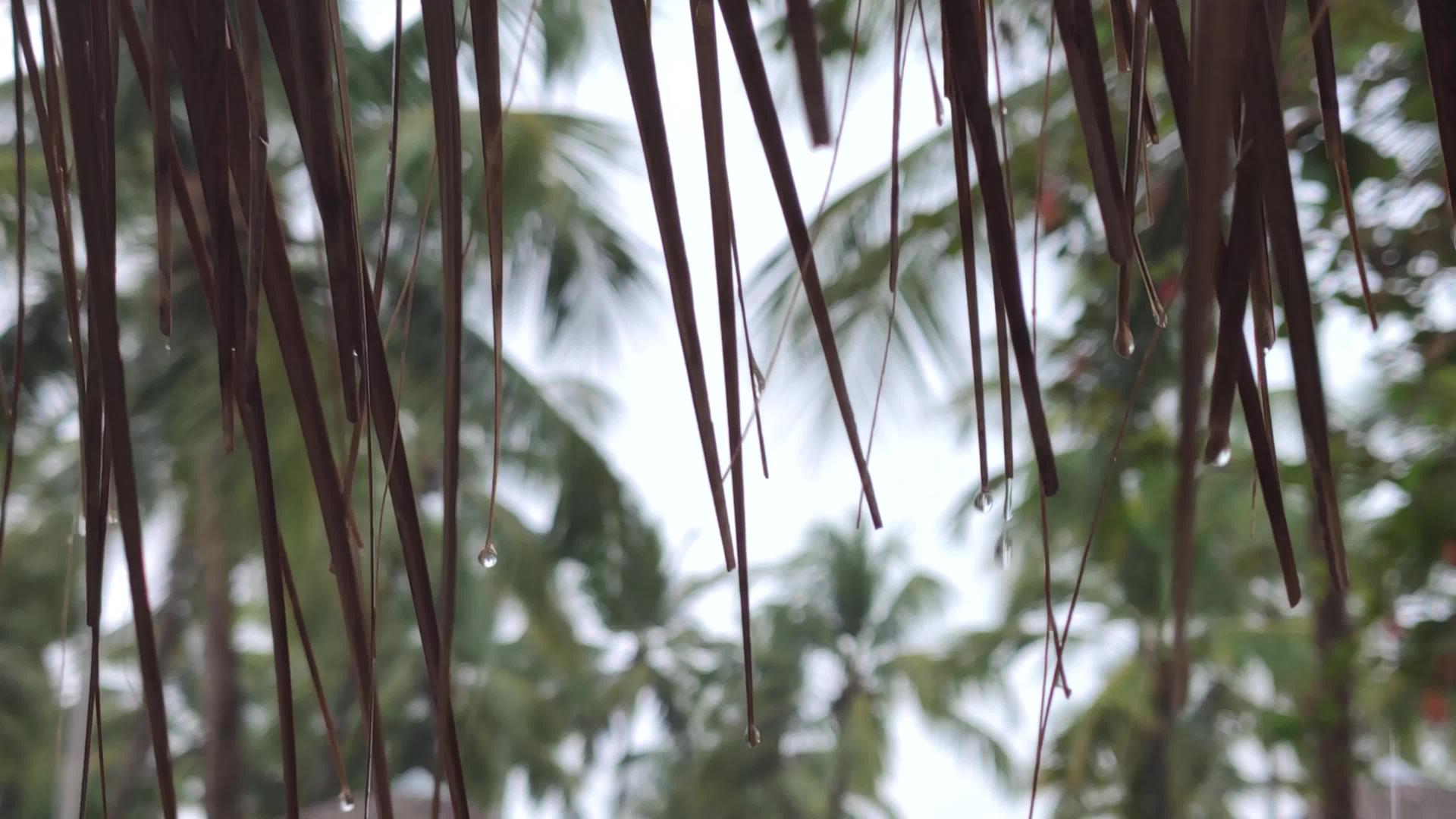有雨的棕枣树视频的预览图