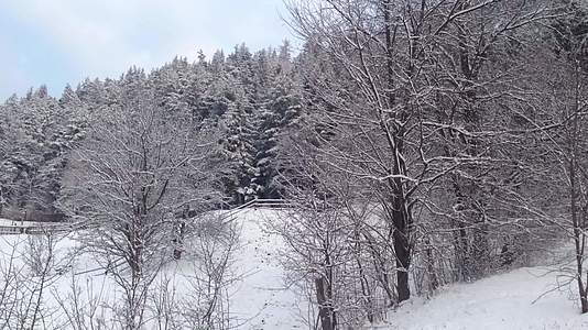冬季森林和乡村景观视频的预览图