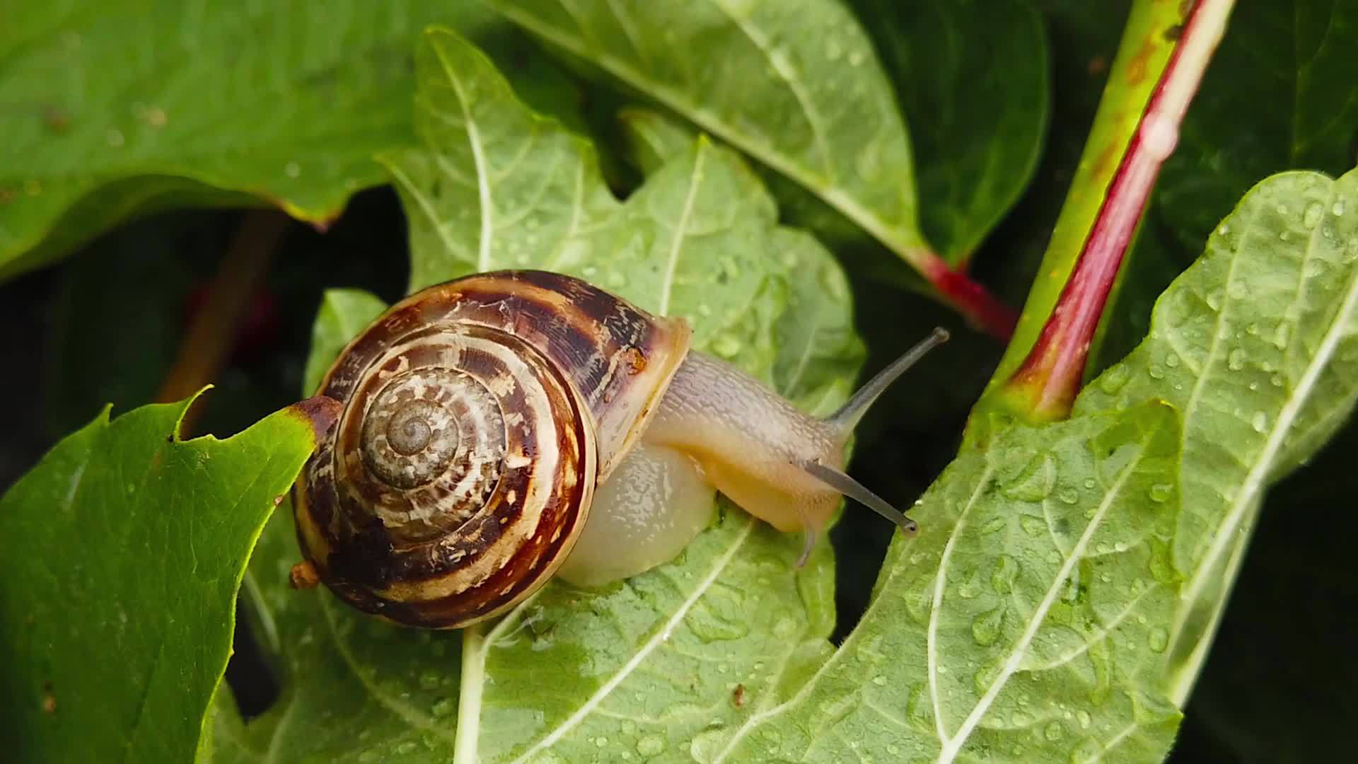 巧克力带蜗牛02在湿叶上慢动视频的预览图