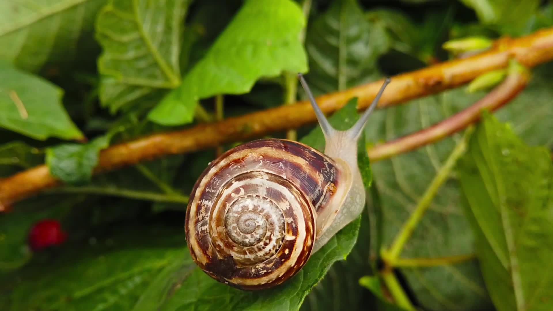 绿叶上的巧克力带蜗牛慢动作视频的预览图