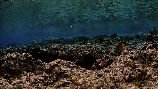 4K实拍浮潜中的海底世界视频的预览图
