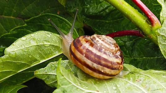 4号湿叶上的巧克力带蜗牛慢动作视频的预览图