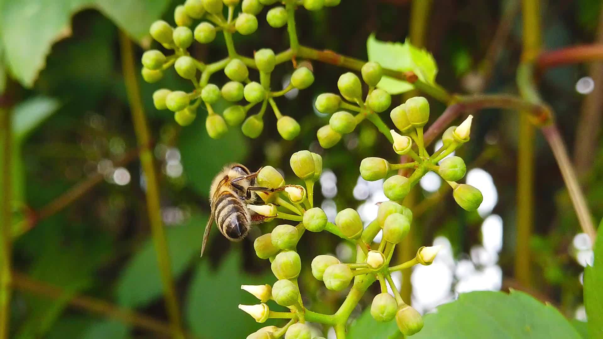 蜂蜜在长春花芽03慢动作视频的预览图