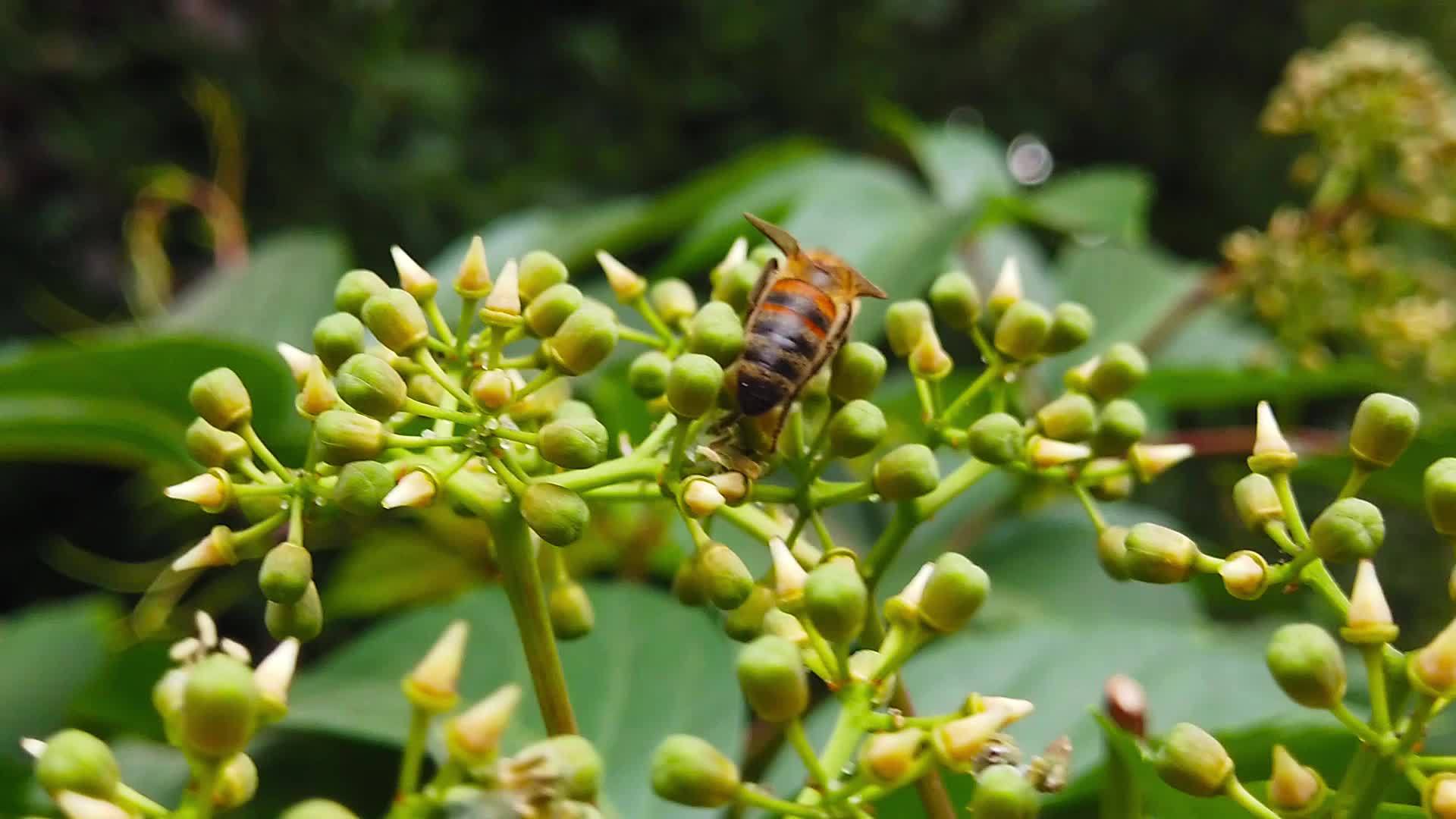 蜂蜜在505年的常春藤上慢慢移动视频的预览图