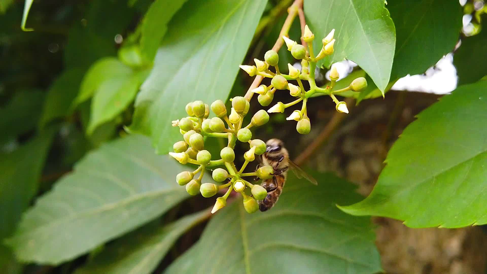 蜂蜜在1号长春藤芽上慢慢移动视频的预览图