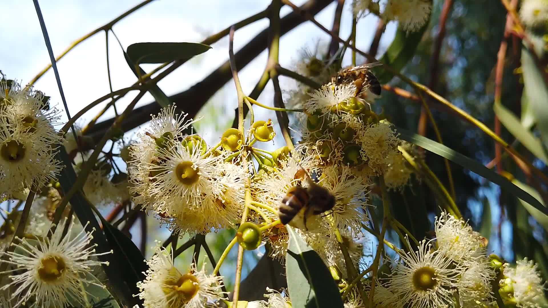 蜜蜂花上的蜜蜂03慢动作视频的预览图