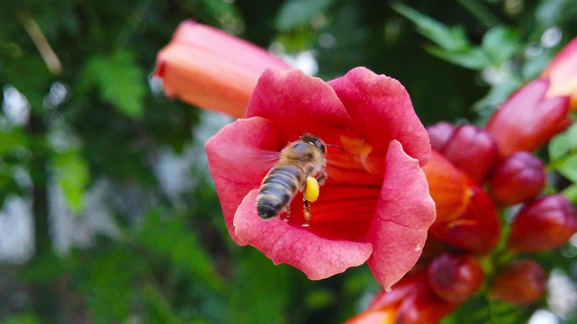 蜂蜜在小葡萄藤中慢慢移动视频的预览图