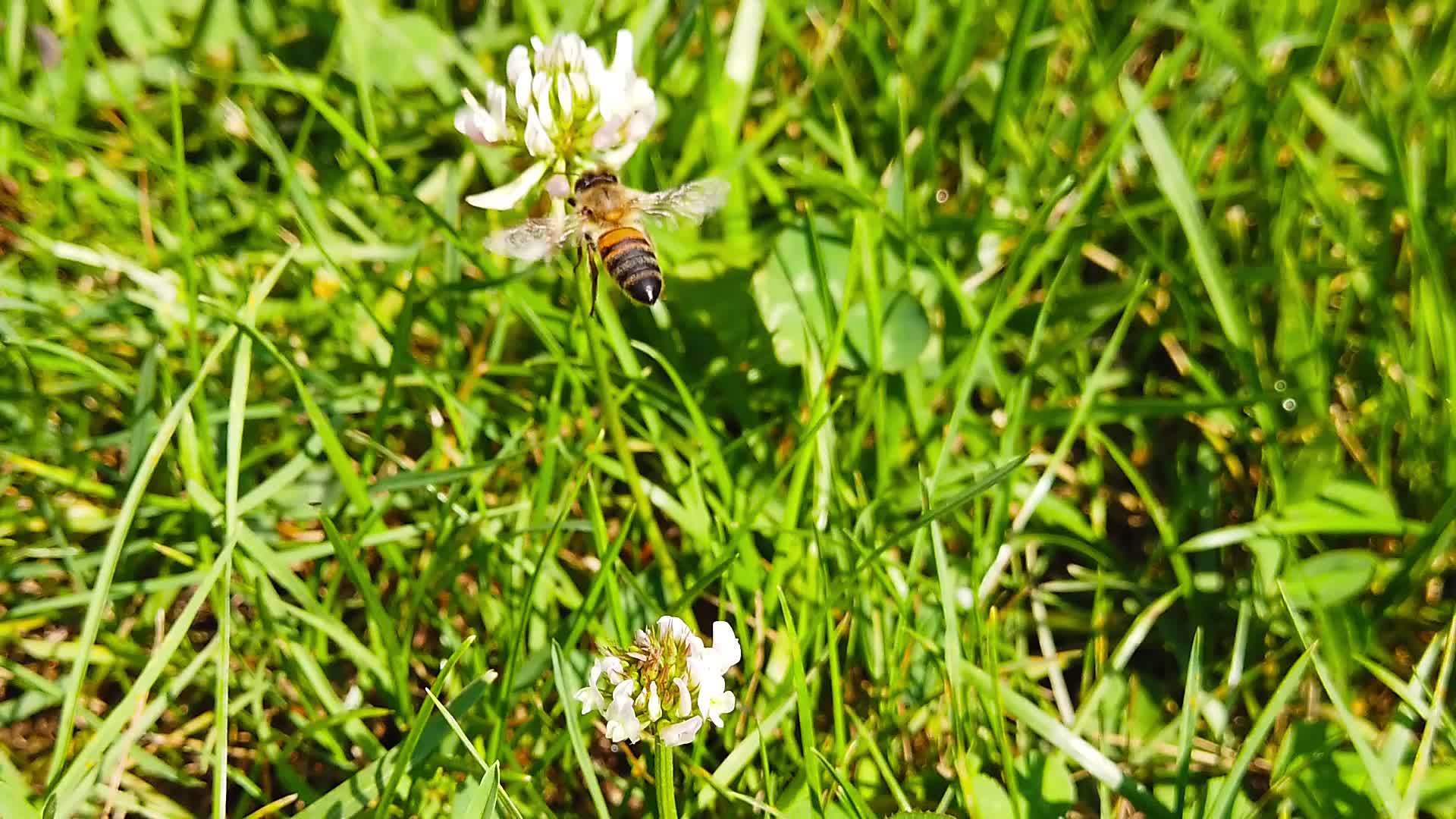 蜜蜂在白三叶花1号上慢慢移动视频的预览图