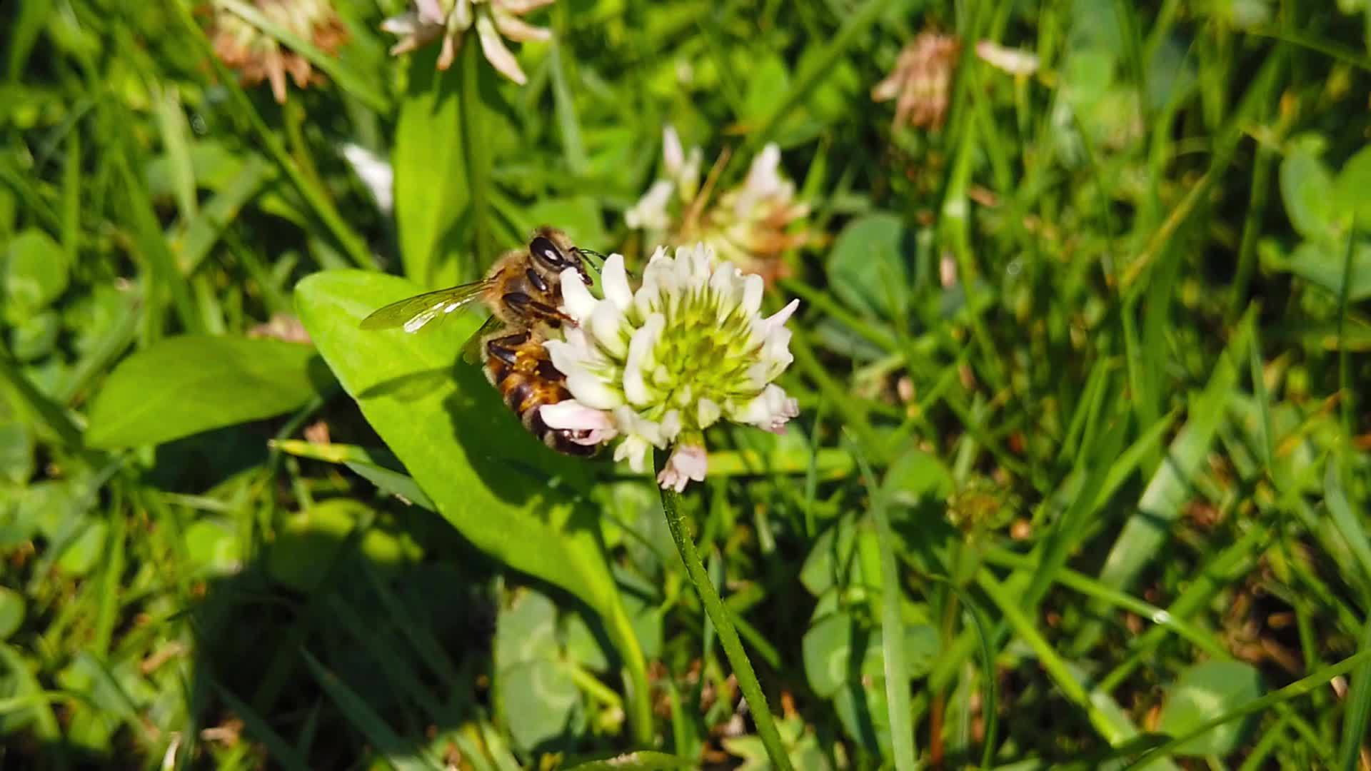 蜜蜂在白花上慢动02视频的预览图