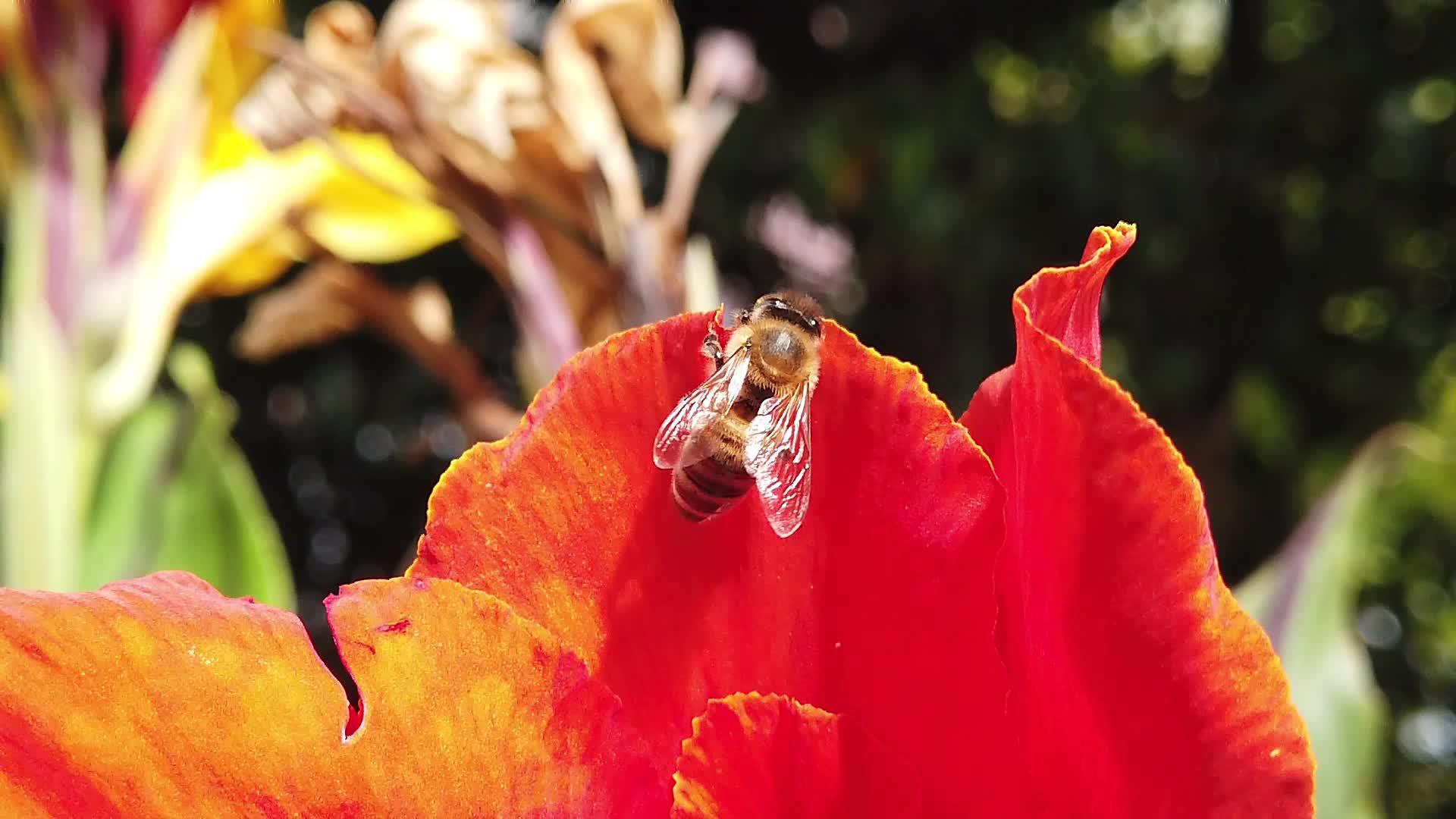 CannaLily蜂蜜在花朵上慢慢移动01视频的预览图
