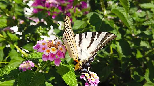 斑马燕尾蝶蝴蝶在亚特兰大卡马拉花上慢动03视频的预览图