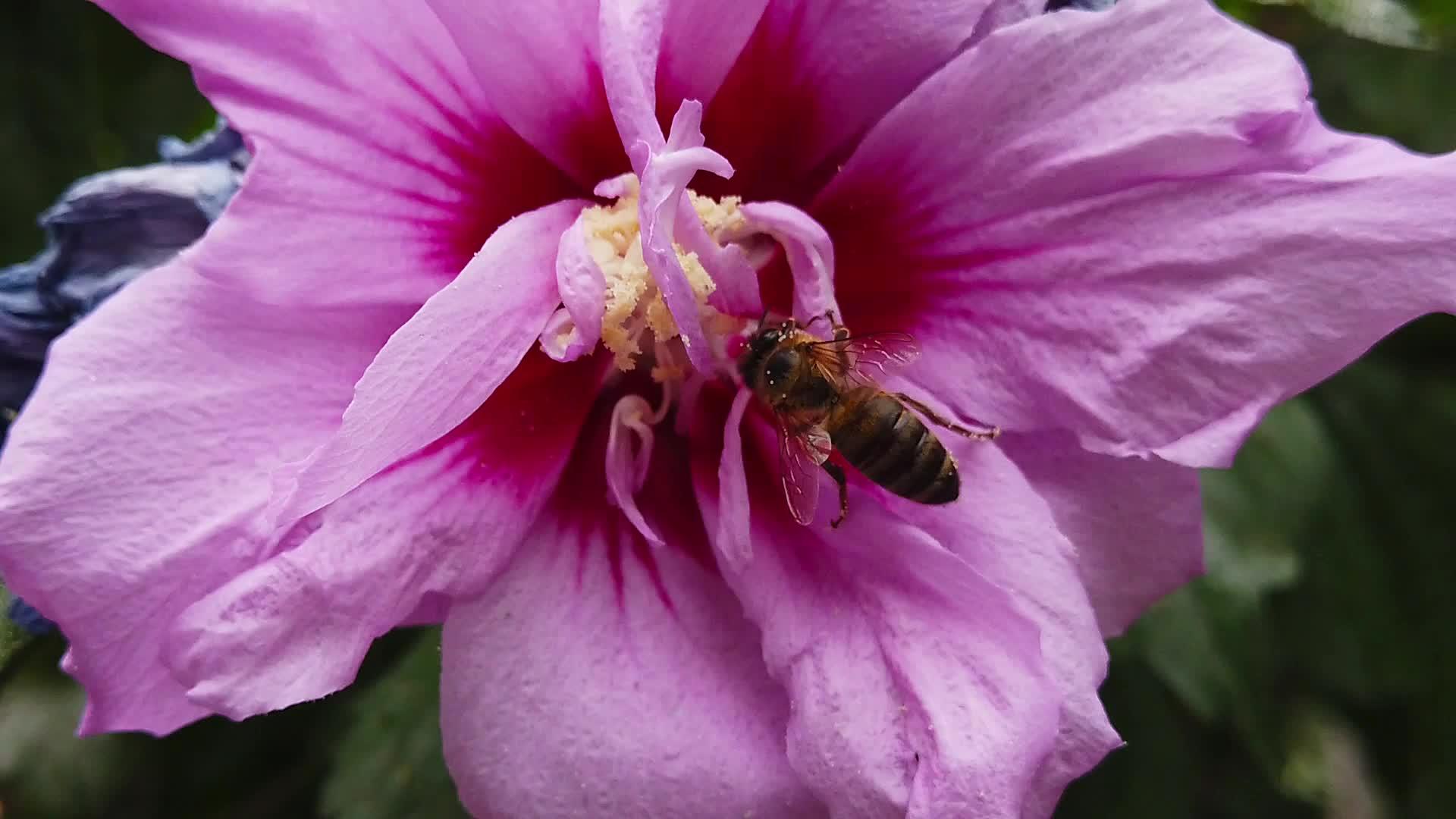 Chiffonhibiscus花朵一个接一个地缓慢移动蜜蜂视频的预览图