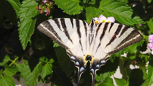 斑马燕尾蝶蝴蝶在亚特兰大卡马拉花上慢动08视频的预览图