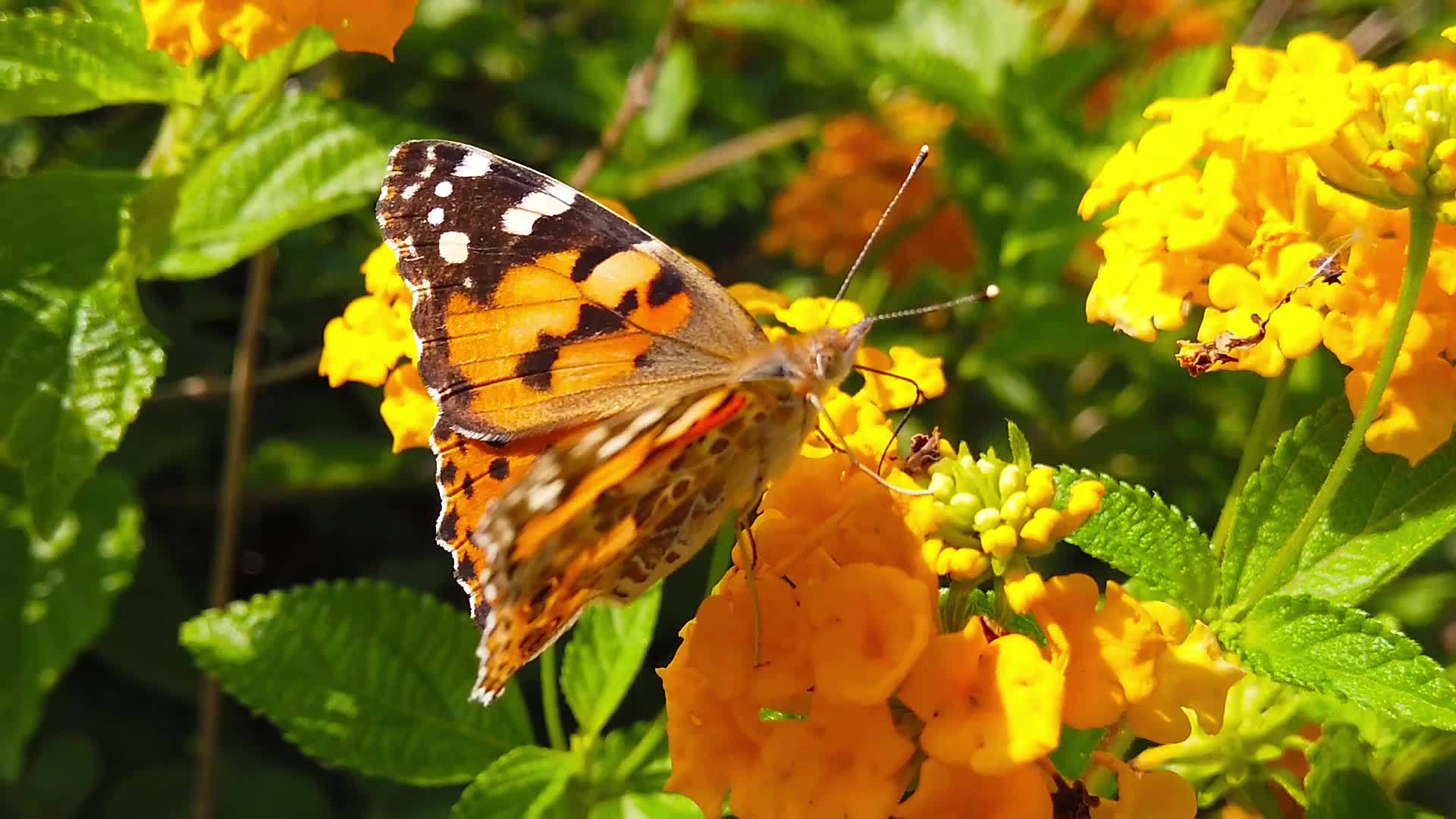 蝴蝶02在花朵上慢慢地运动视频的预览图