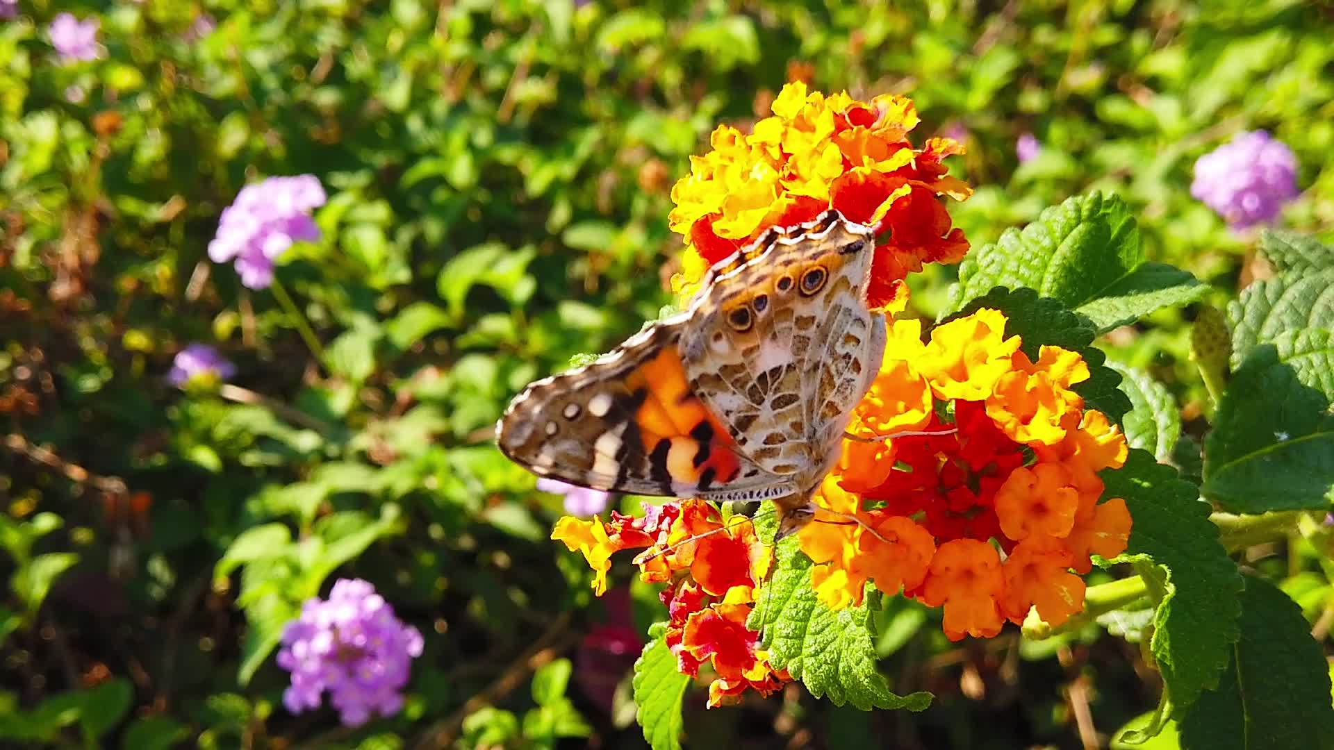 蝴蝶08在花朵上慢慢地运动视频的预览图