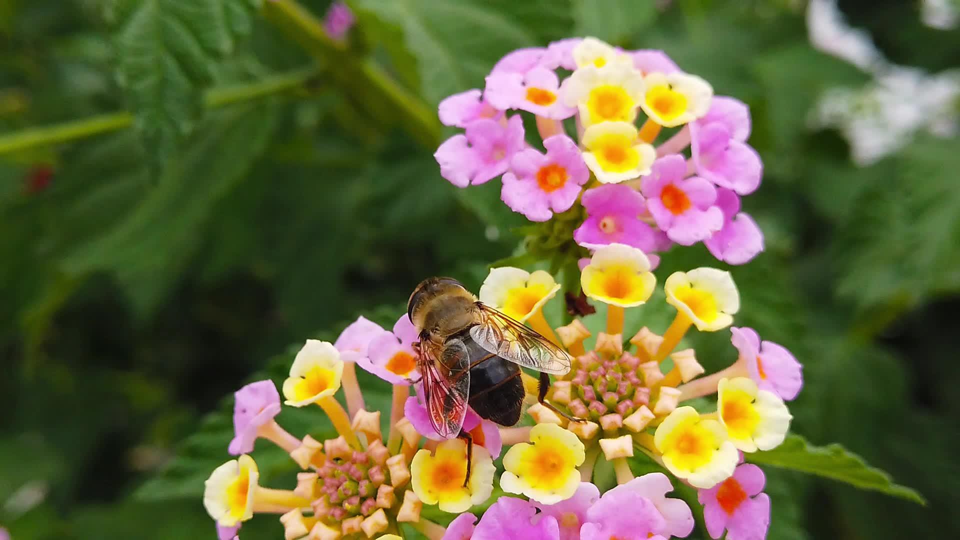蜜蜂在亚特兰大卡马拉花上慢动作02视频的预览图