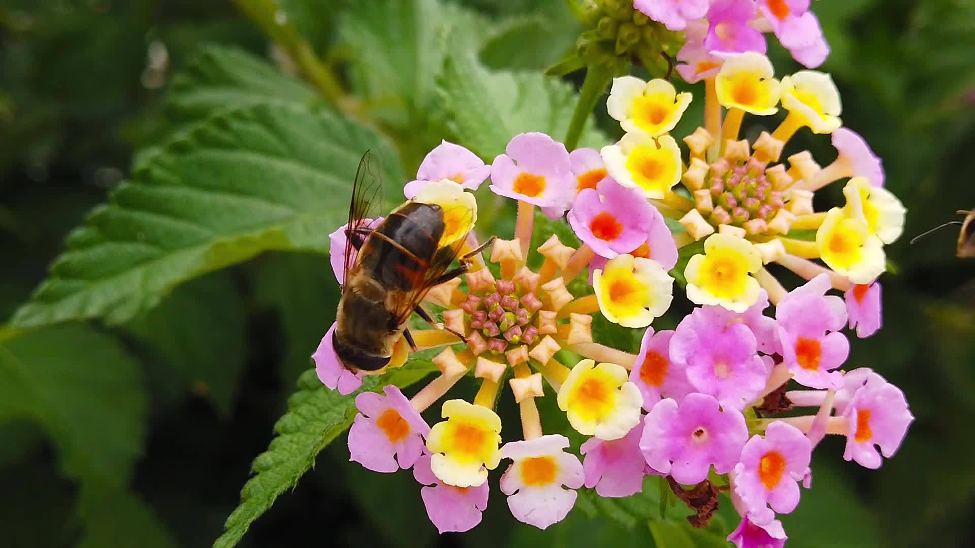 蜜蜂在亚特兰大卡马拉花上慢动作03视频的预览图