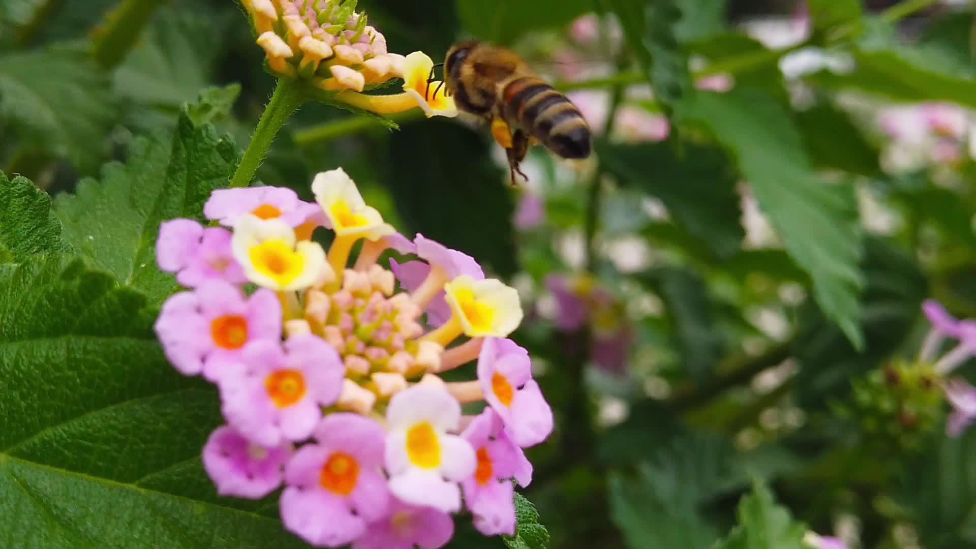 蜜蜂在兰达卡马拉花朵04上慢动作视频的预览图