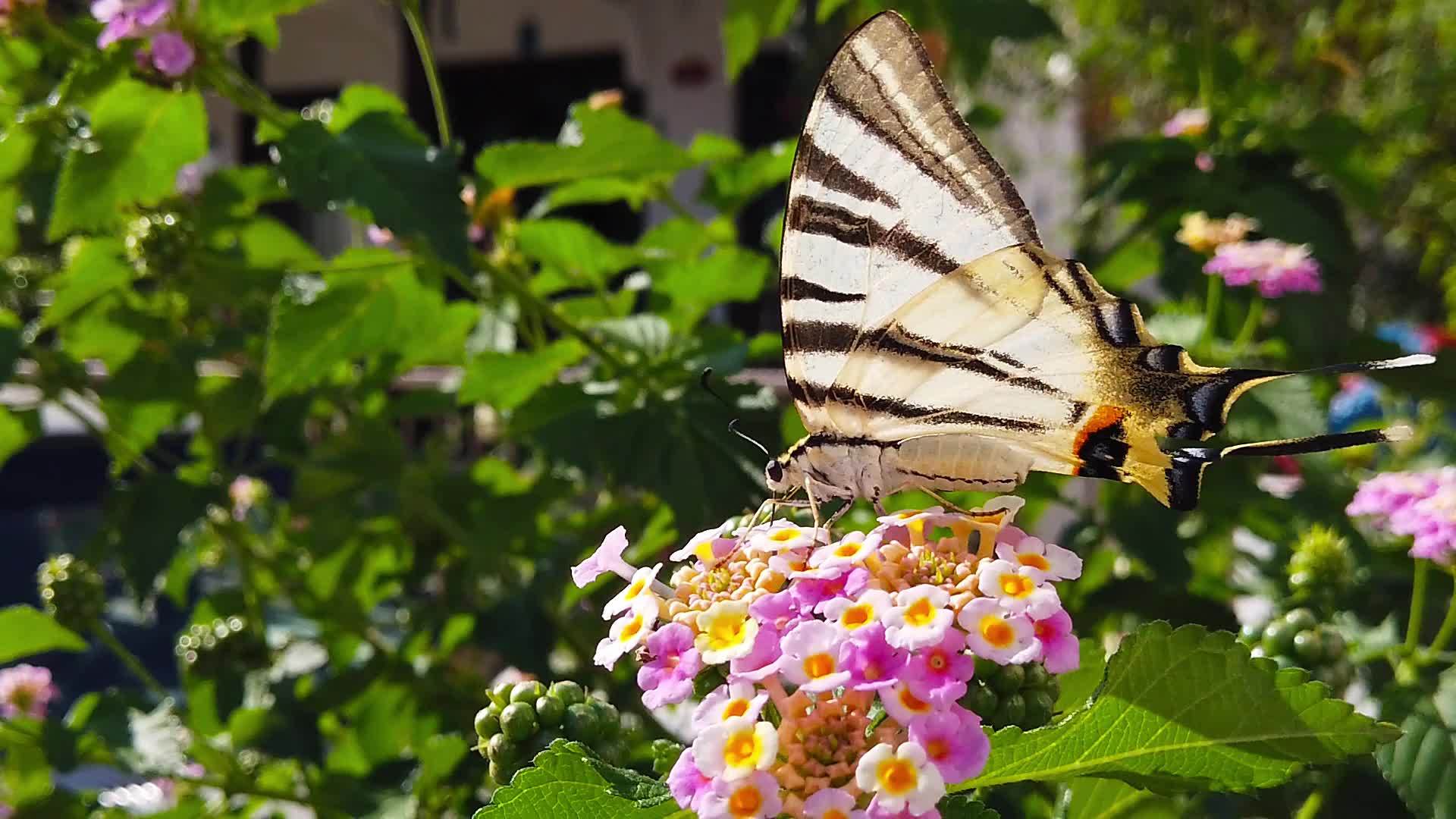 斑马燕尾蝶蝴蝶在07慢动作上视频的预览图