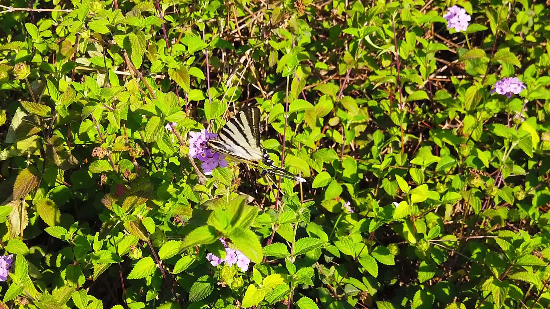 斑马燕尾蝴蝶在亚特兰大卡马拉花02慢动作视频的预览图