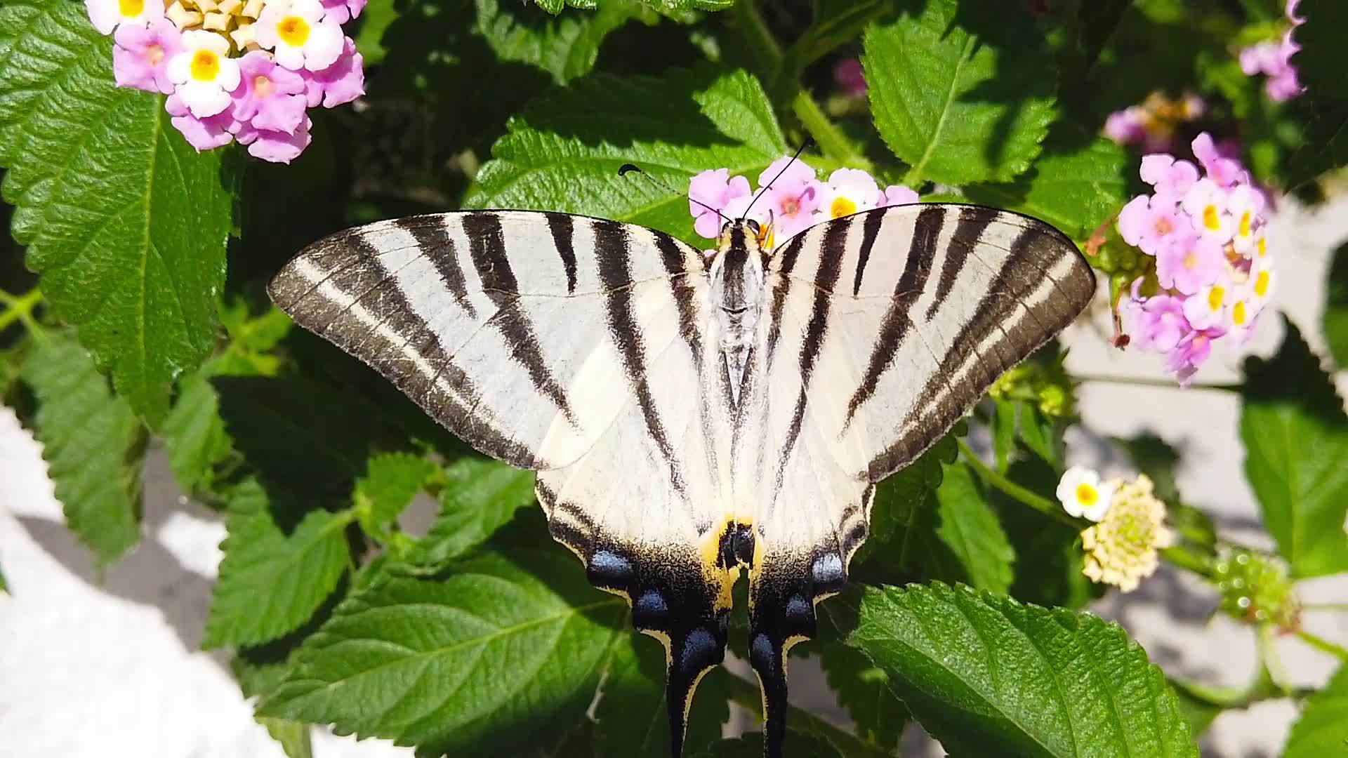 斑马燕尾蝴蝶在亚特兰大卡马拉花9慢动视频的预览图