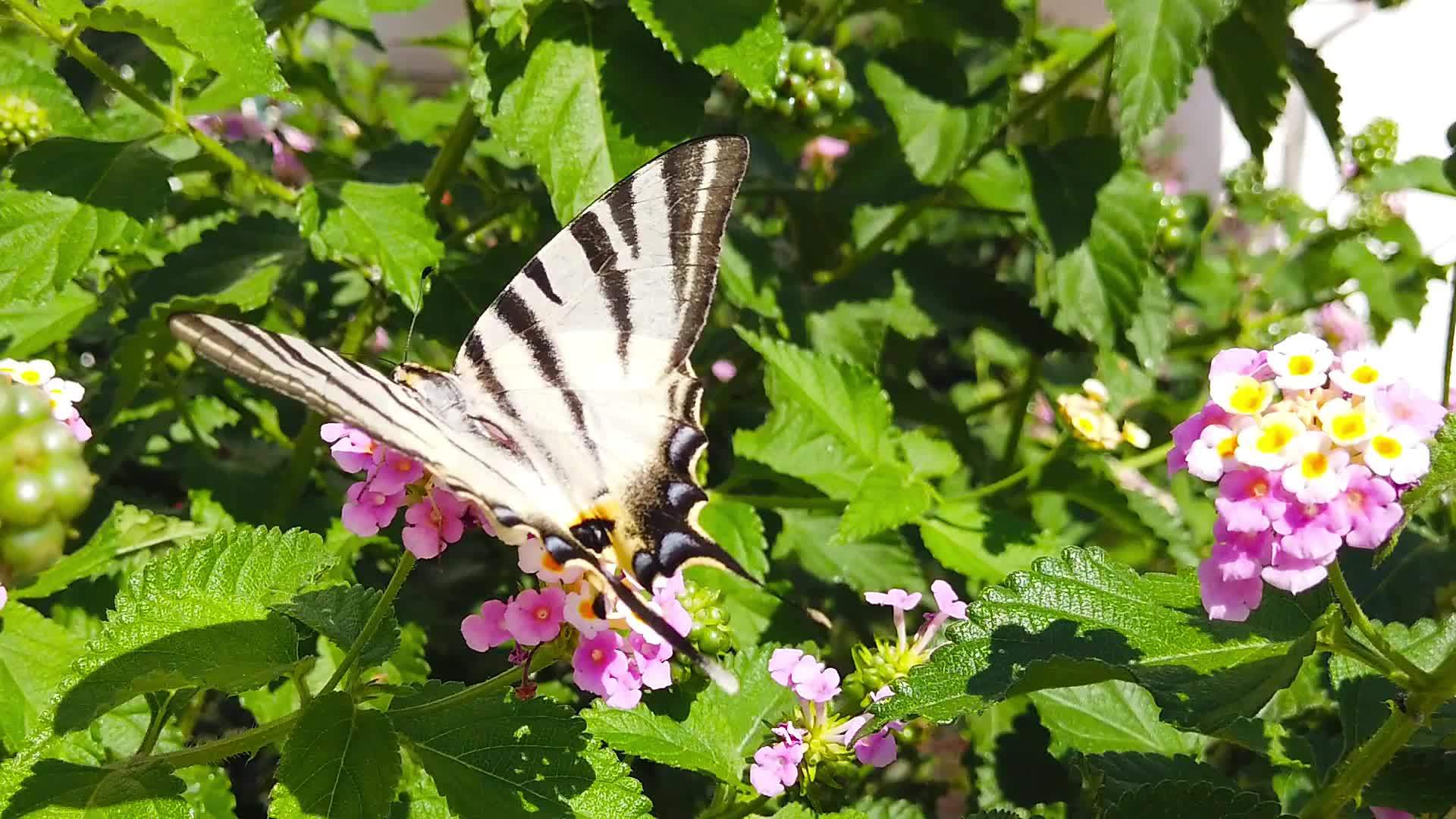 斑马燕尾蝴蝶在兰大卡马拉花4号慢动作视频的预览图