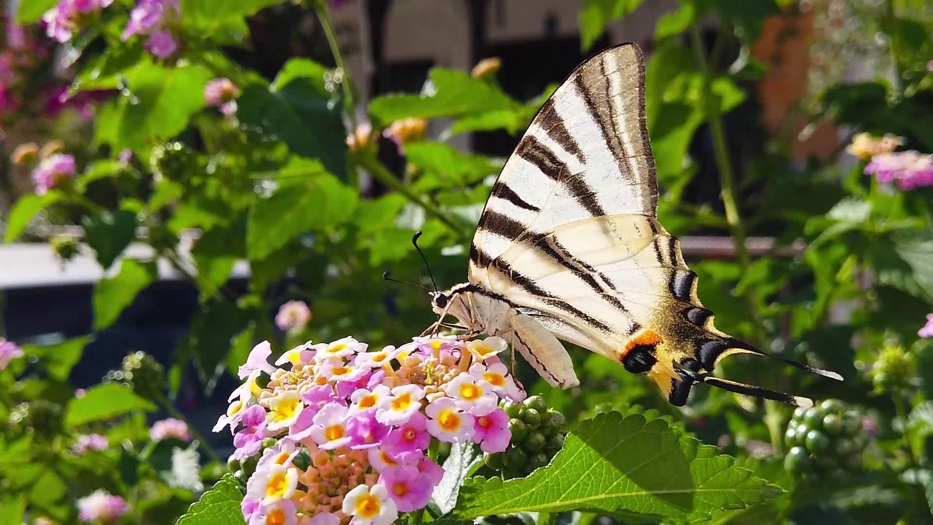 斑马燕尾蝴蝶在亚特兰大卡马拉花6慢动作视频的预览图