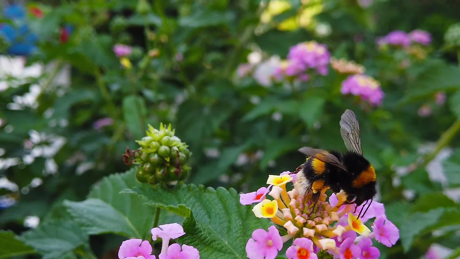 亚特兰大花上的小黄蜂03慢动作视频的预览图