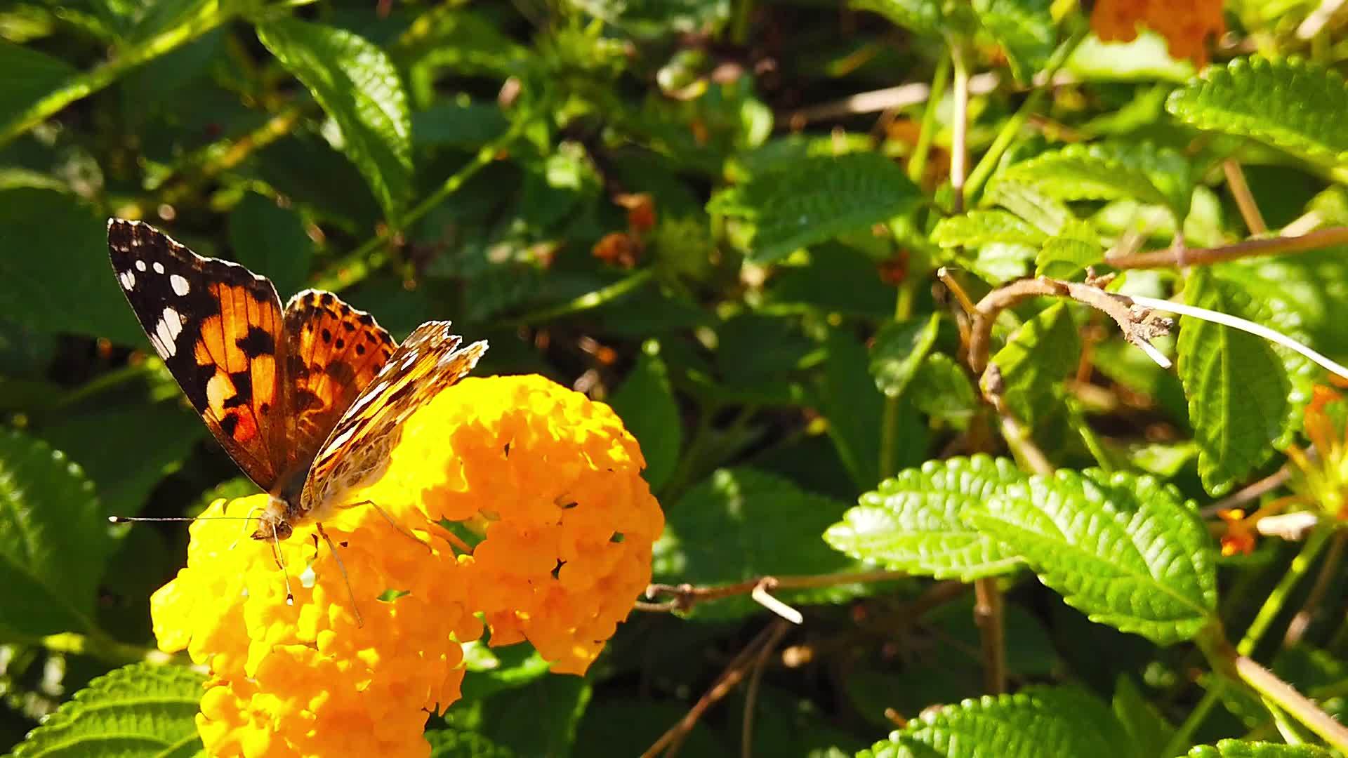 在亚特兰大慢动作camara蝴蝶涂在花上视频的预览图