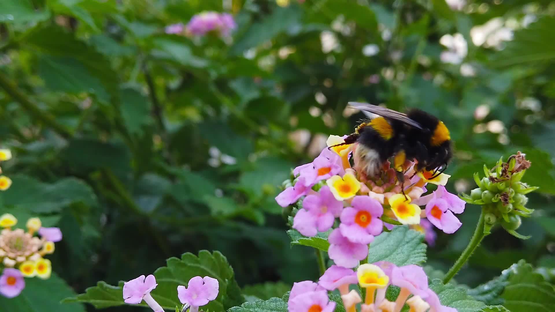 7月大黄蜂在亚拿那卡马拉花上慢动作视频的预览图