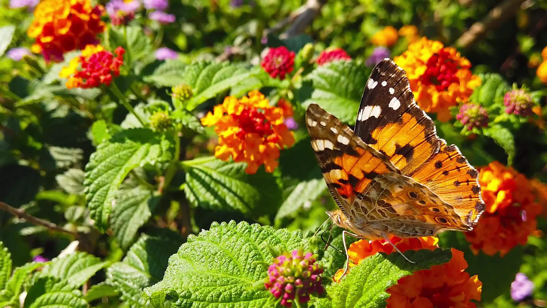 21花运动慢慢涂上拉拿那卡马拉花蝴蝶视频的预览图