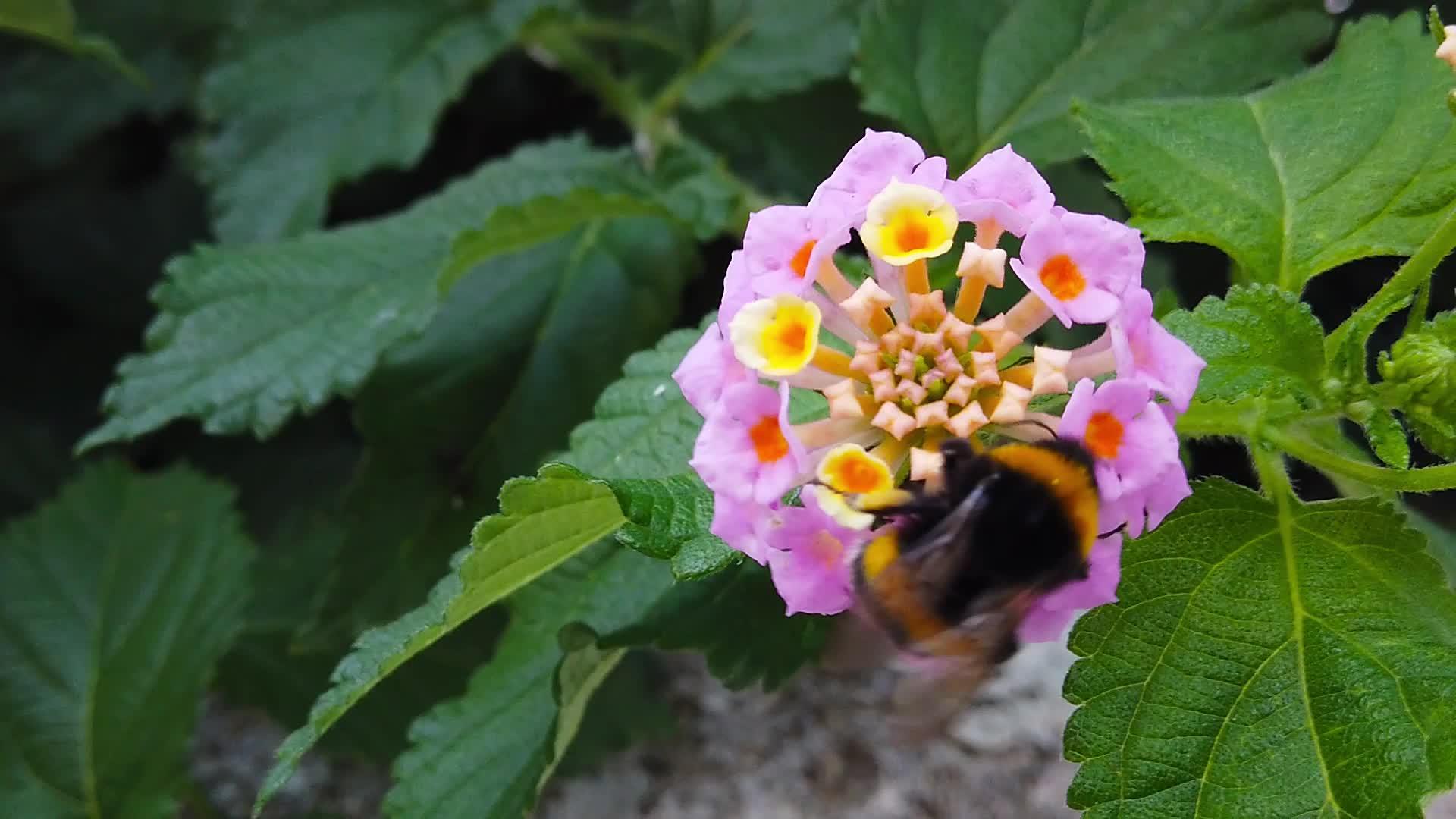 4月兰达卡马拉花上的小黄蜂慢动作视频的预览图