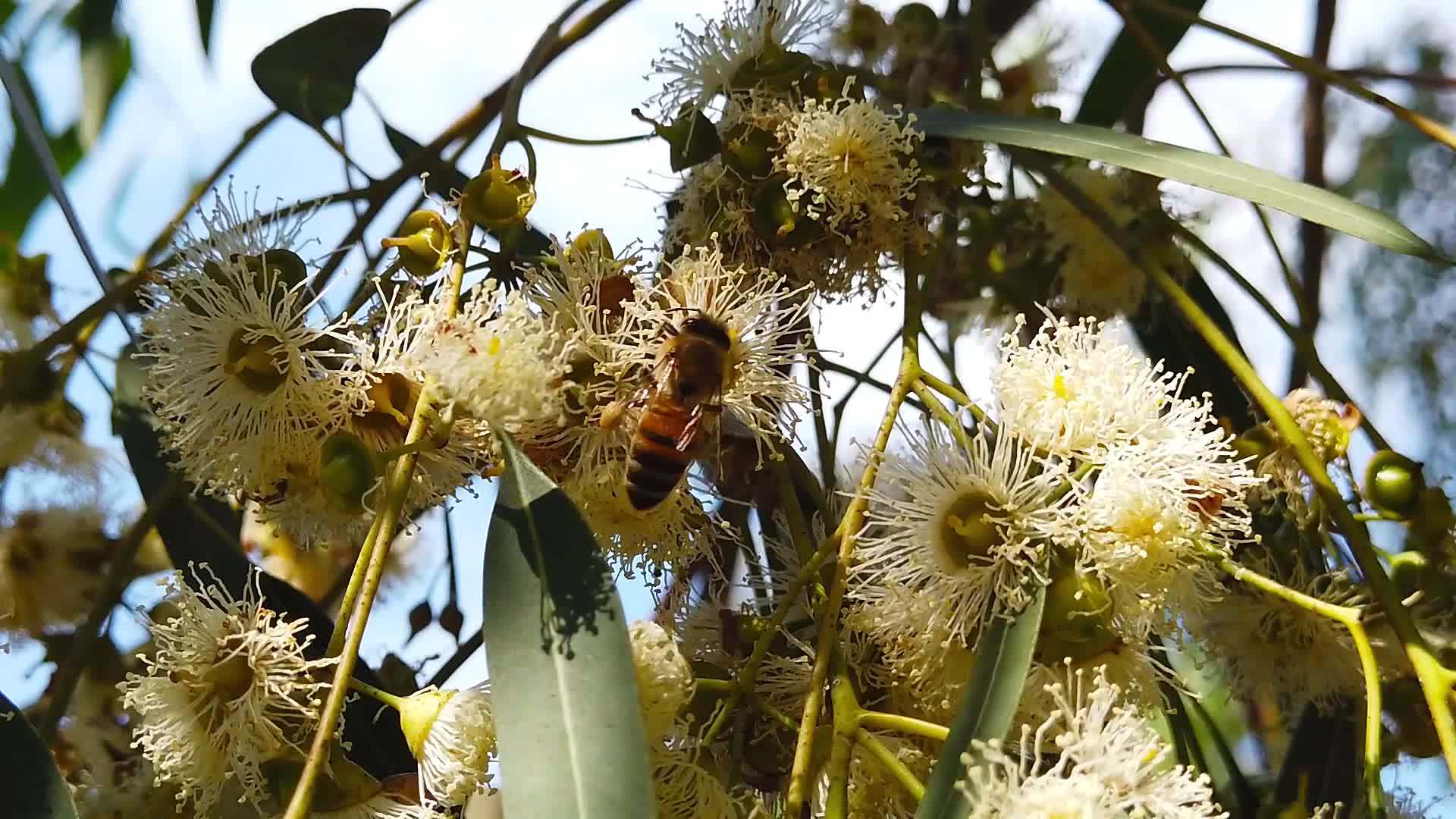 蜜蜂在树花上慢慢移动4号视频的预览图