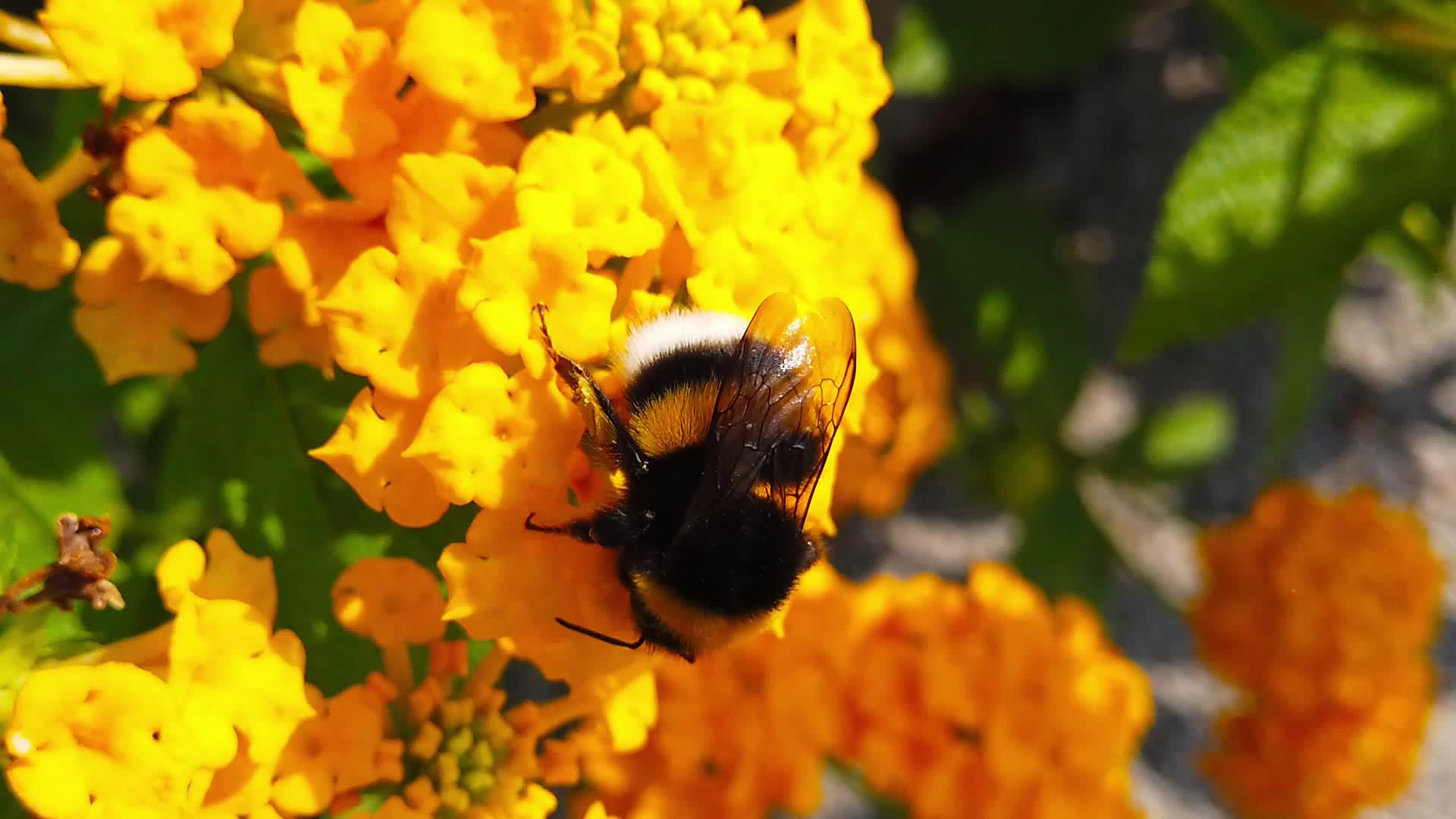 1号慢动作花上的大黄蜂视频的预览图