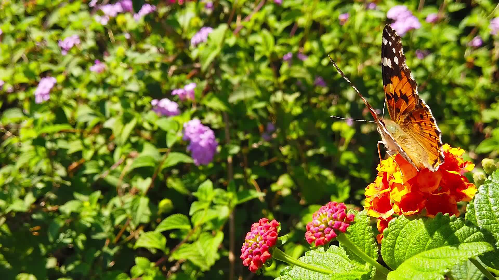 20朵花上有拉坦那卡马拉花的蝴蝶缓慢移动视频的预览图