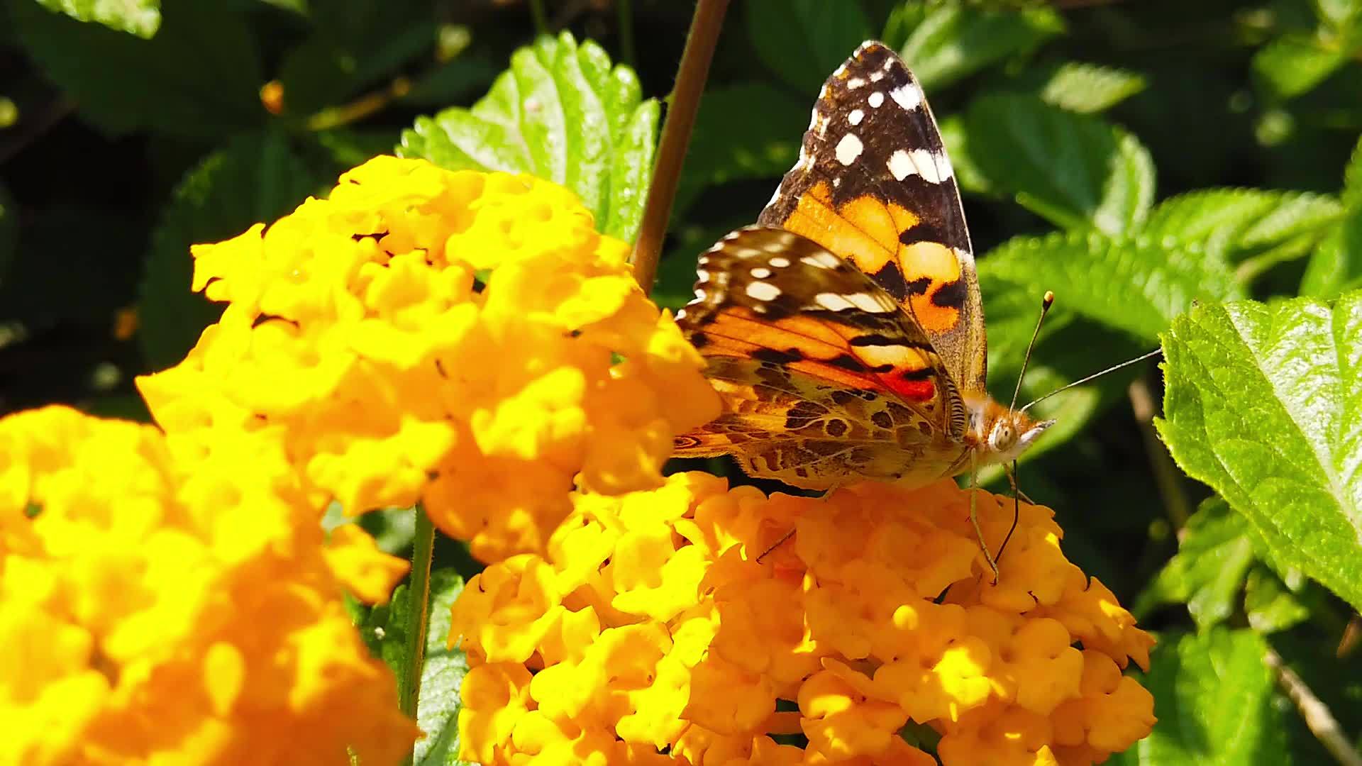 1号慢动花上涂有拉拿那卡马拉花粉的女蝴蝶视频的预览图