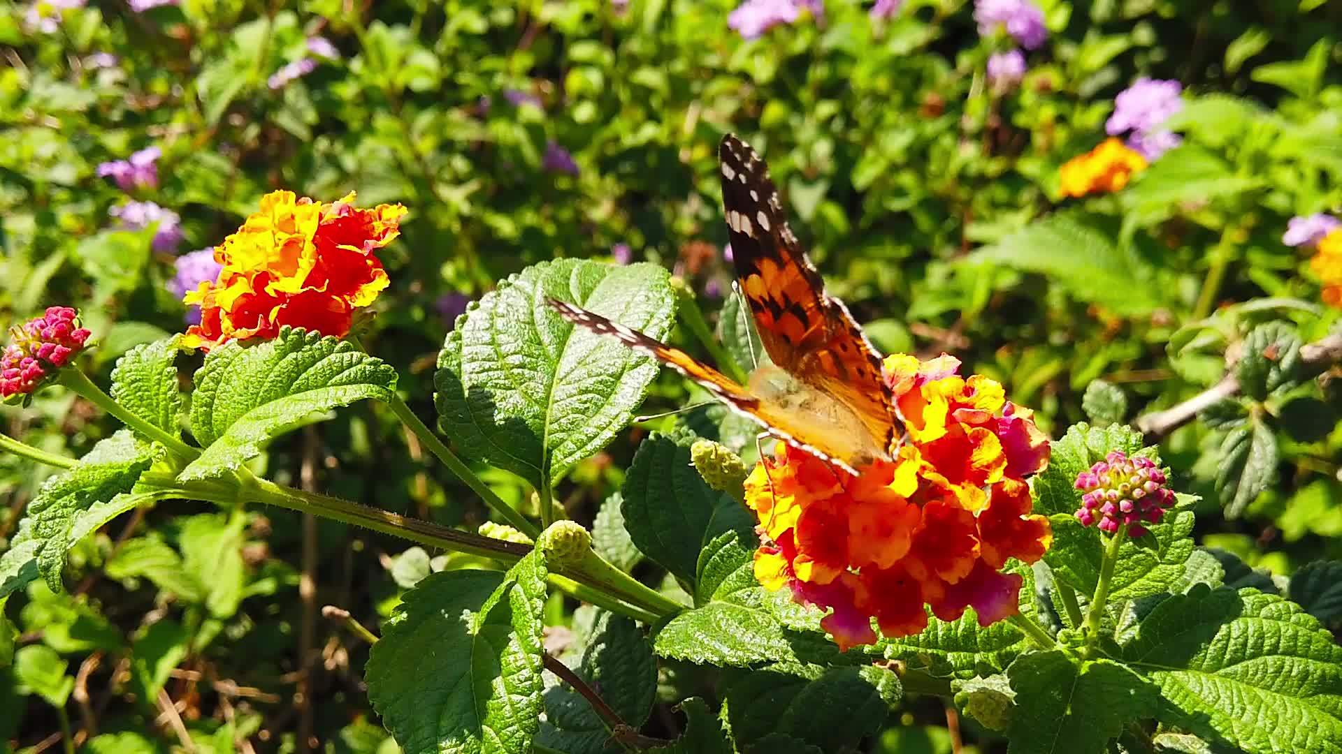19朵花上有拉坦那卡马拉花的蝴蝶移动缓慢视频的预览图