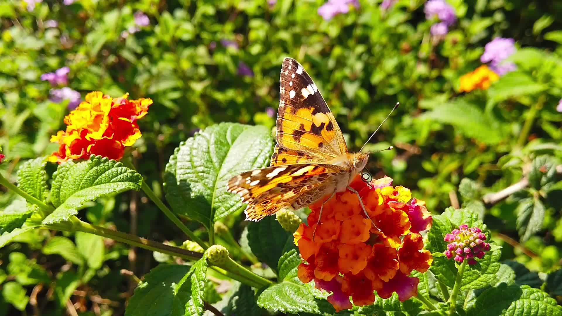18朵花上有拉坦那卡马拉花的蝴蝶缓慢移动视频的预览图