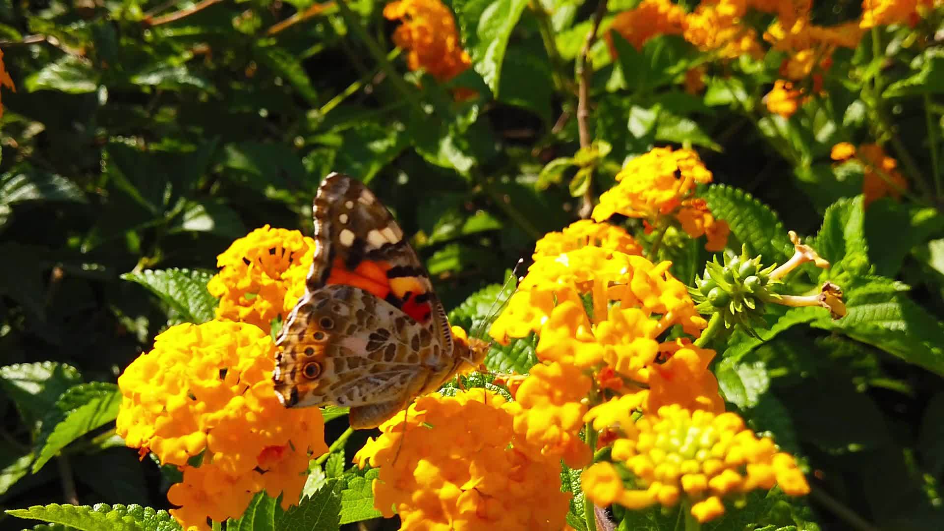 15朵花慢慢移动蝴蝶涂上拉拿那卡马拉花粉视频的预览图