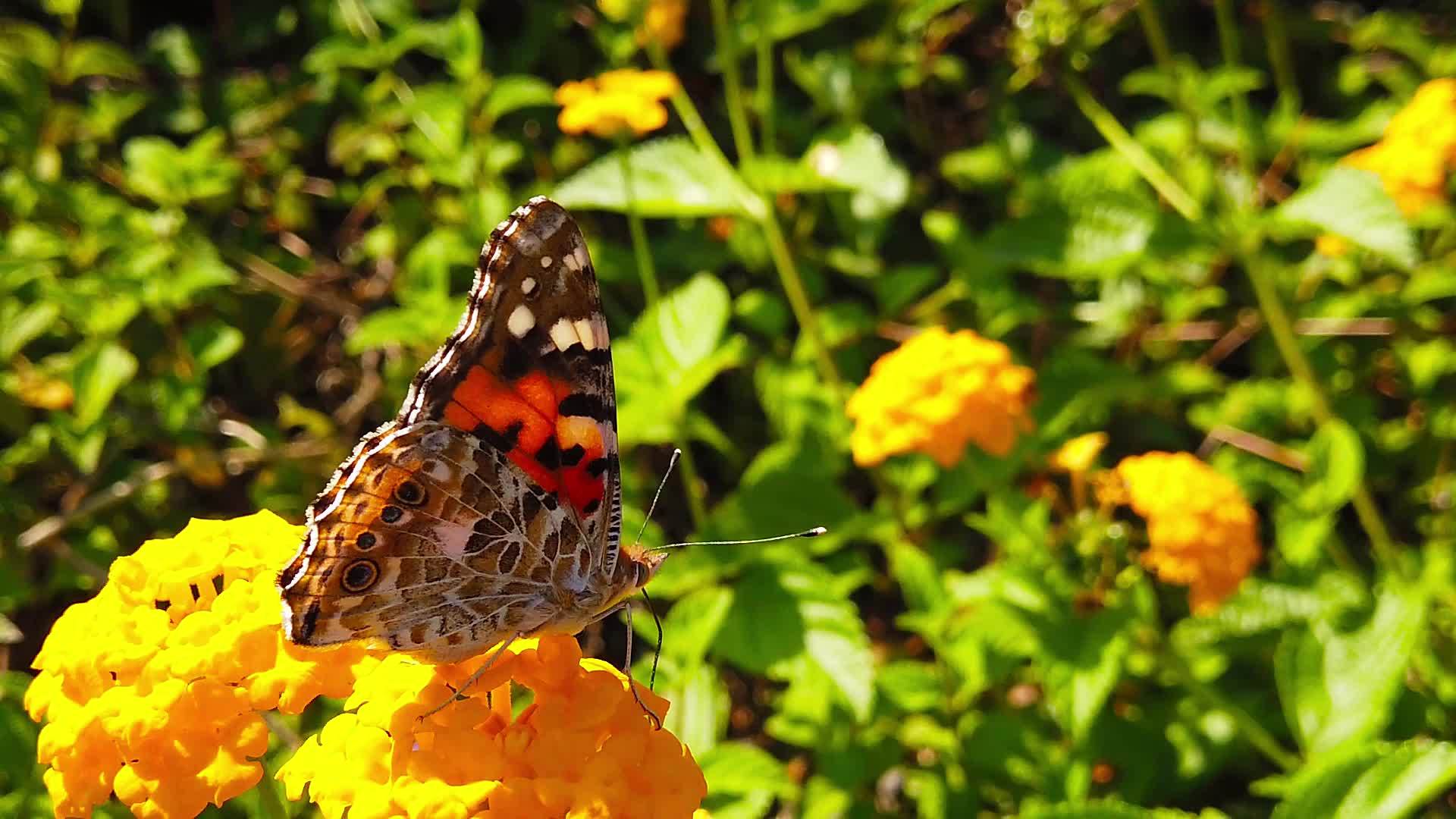 拉坦那卡马拉花的蝴蝶在11朵花上慢慢移动视频的预览图