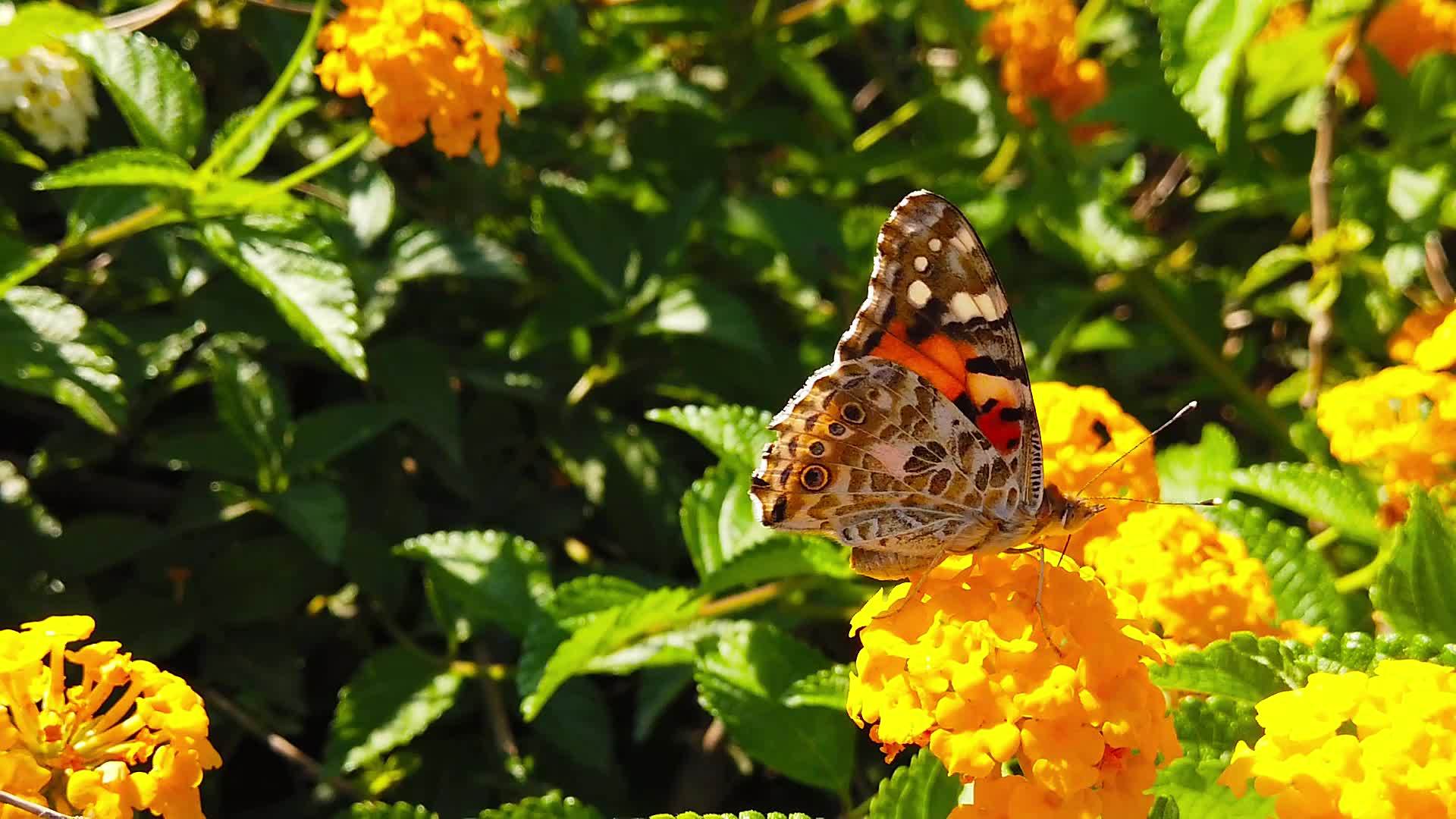 14蝴蝶在花上慢慢地移动着拉坦那卡马拉花视频的预览图