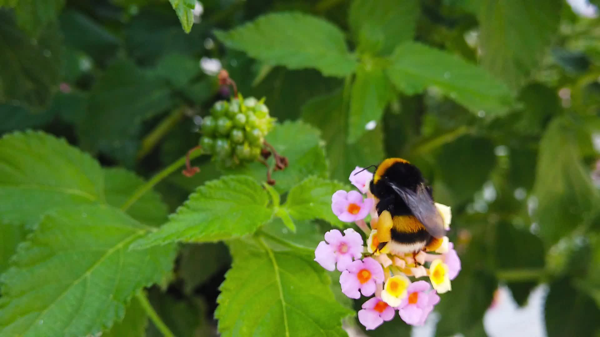 小黄蜂的慢动作视频的预览图