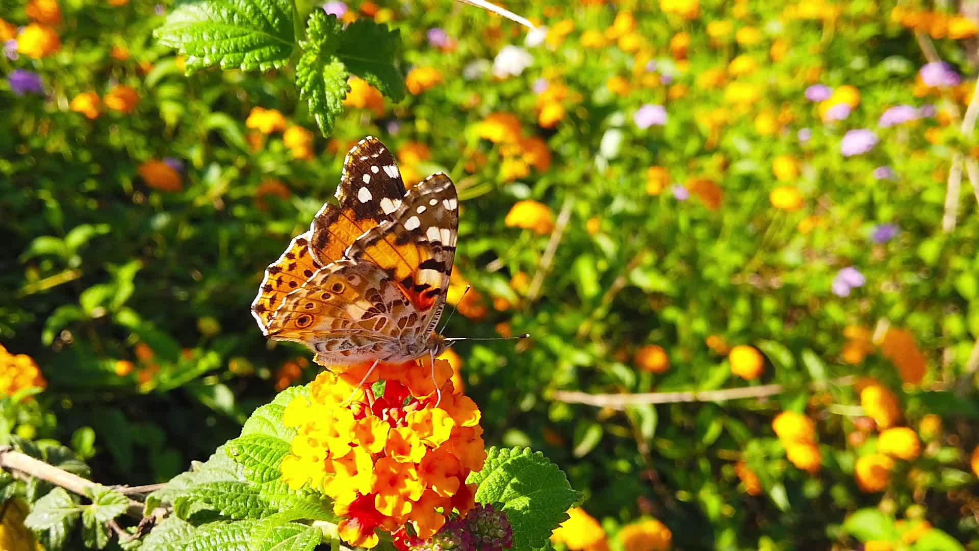 蝴蝶慢动在10朵花上涂上拉坦那卡马拉花粉视频的预览图