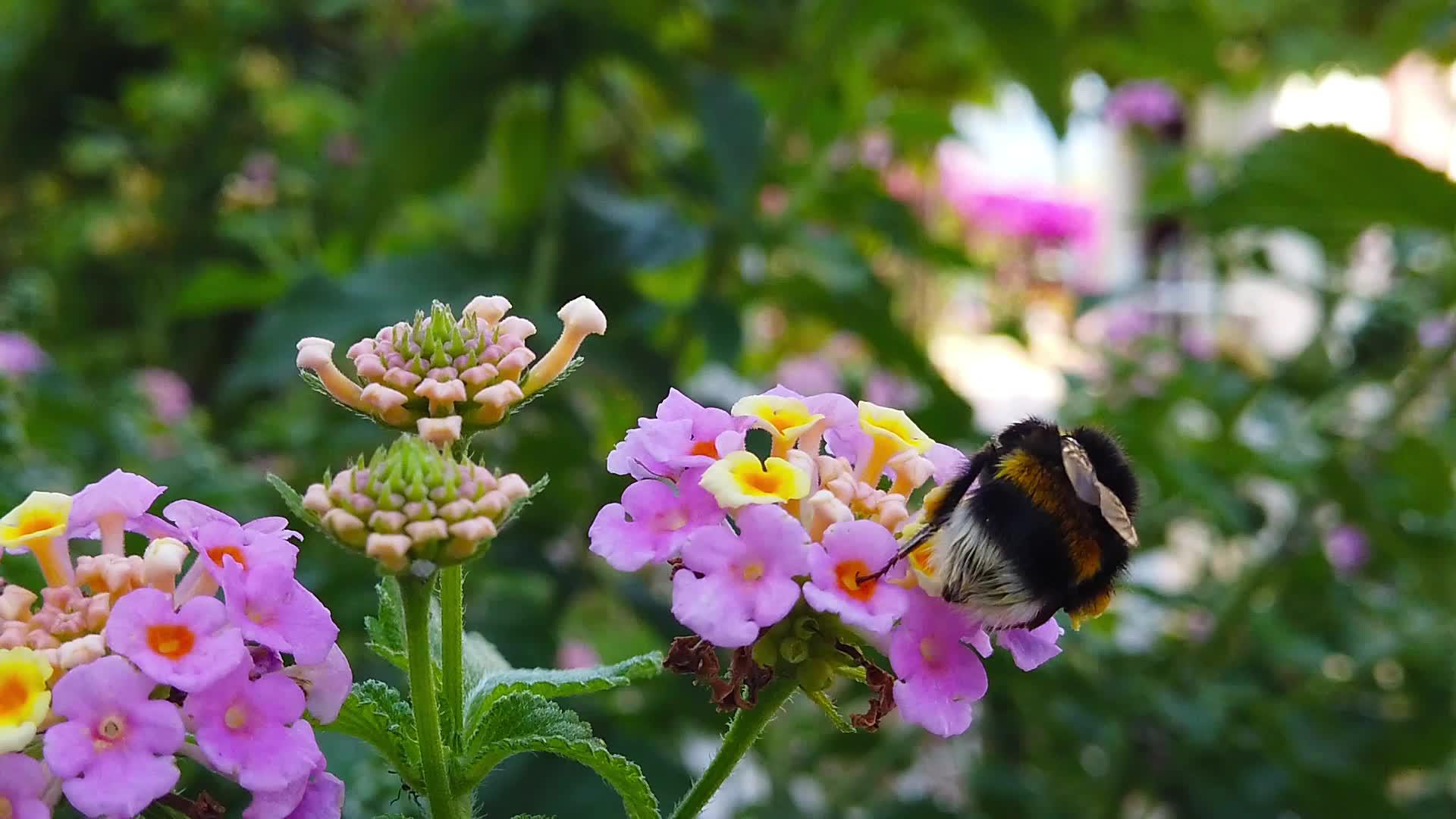 10朵慢动作花上的小黄蜂视频的预览图