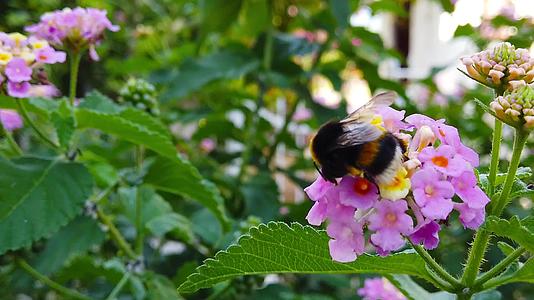 小黄蜂在亚特兰大卡马拉花视频的预览图