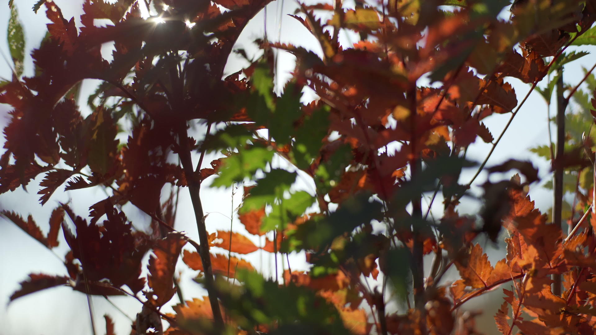 下拉坦的叶子视频的预览图