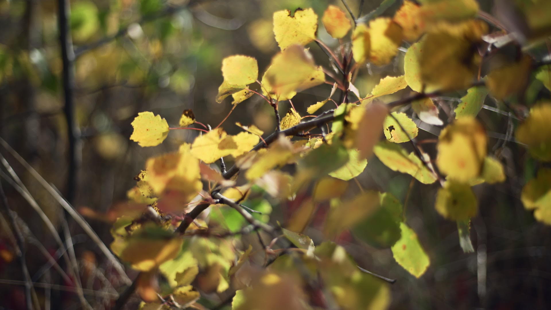树枝缝合的黄叶视频的预览图